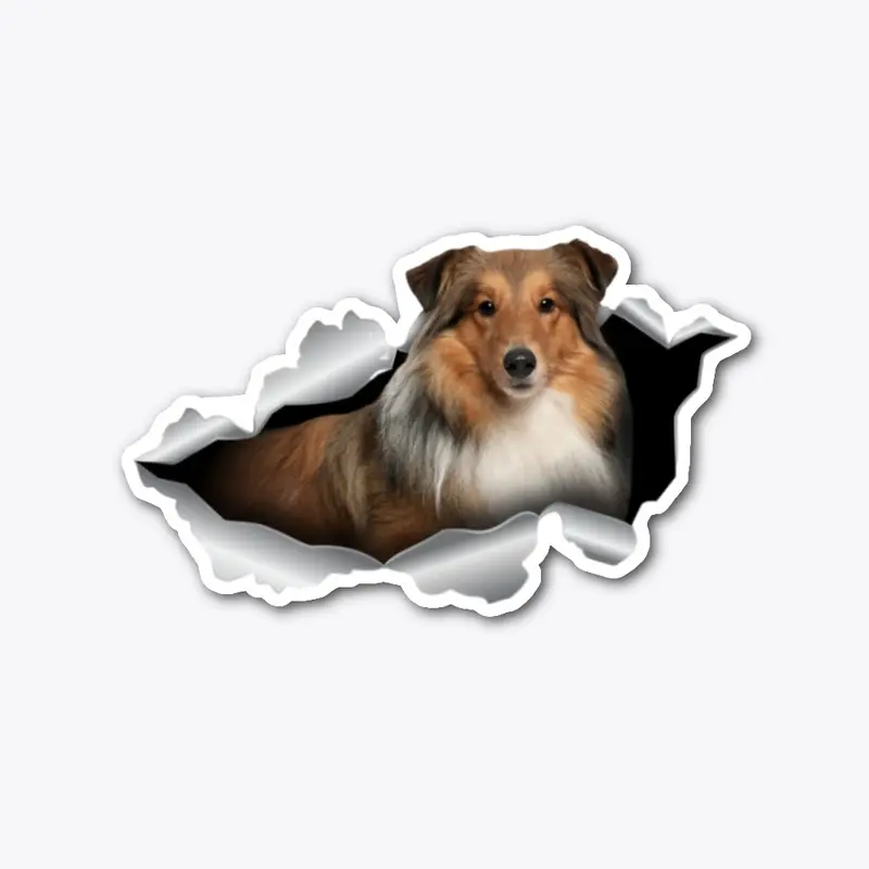 Sheltie Acc