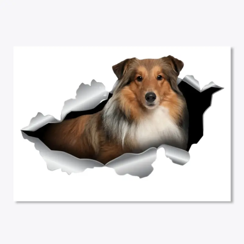 Sheltie Acc