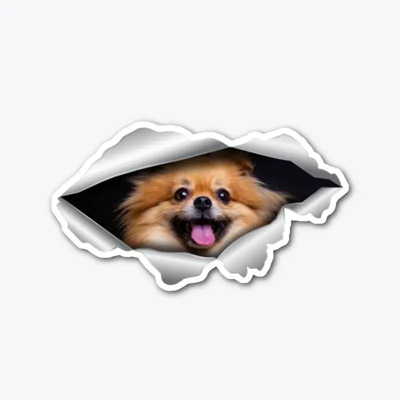 Pomeranian Acc